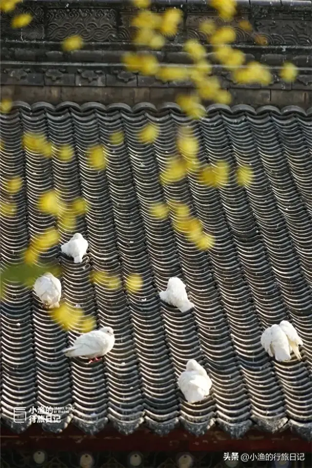 西安冬日最有韵味的美景地：一入其中，便是长安