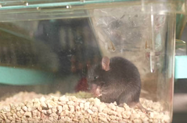 承载大期待！4只小鼠开启太空之旅