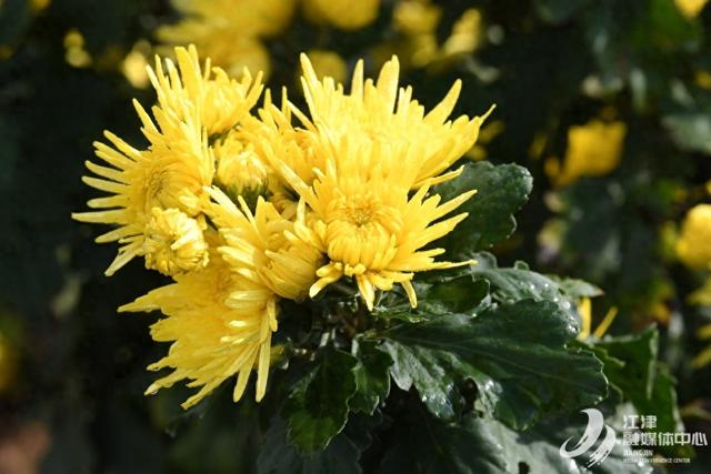 江津五举村：金丝皇菊盛开引客来