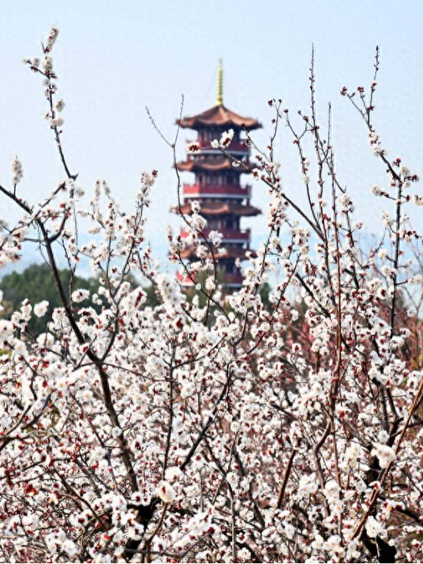 徐州这条路，美出圈了！