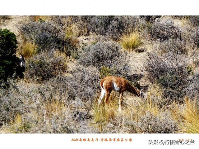 南极南美三国行游影记（76）—阿根廷旁塔汤布国家公园（三）