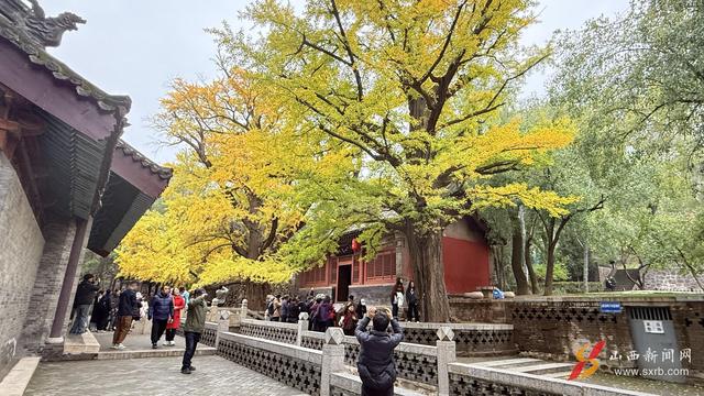 太原晋祠连理银杏迎来最佳观赏期 秋日限定浪漫刷屏朋友圈