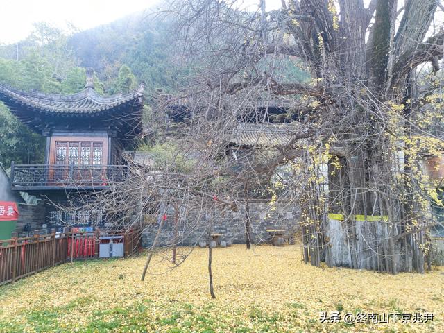 钗头凤·观古观音禅寺千年银杏落叶感怀