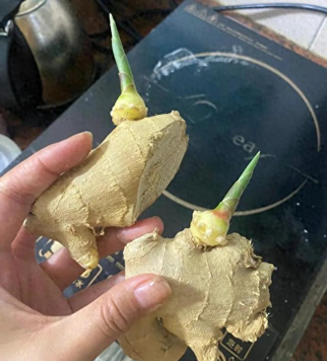 北京一姑娘“把生姜当绿植”养在客厅走红，网友：好美，好高级~