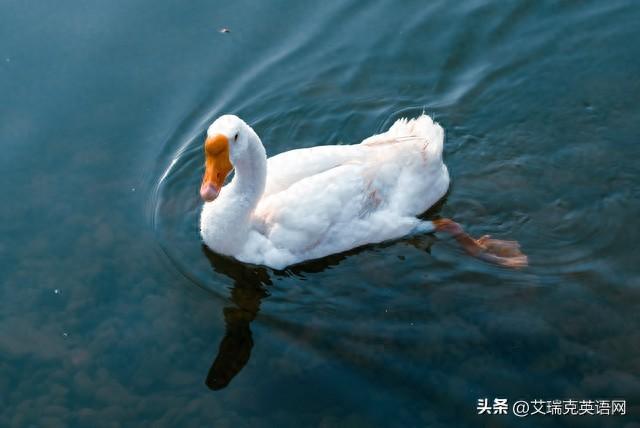 寻访欧洲最纯粹的野地：读者心中的隐秘角落