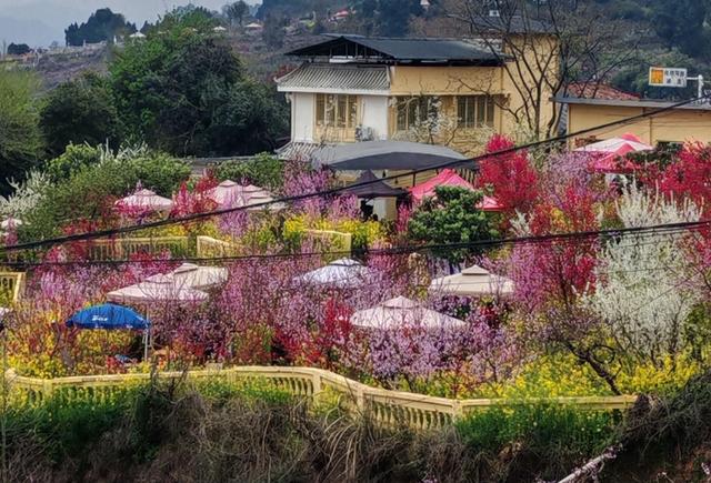昨天女神节前往龙泉山看桃花｜堵车2小时也值了！漫山粉海太治愈