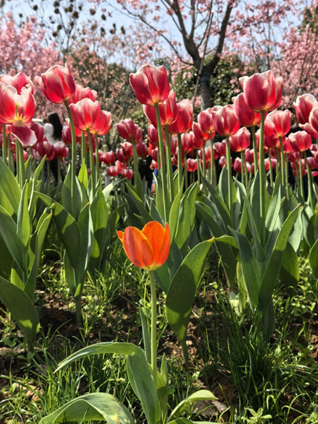 春游正当时！江西这5个绝美赏花地，用赣通卡ETC更划算