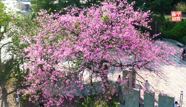 “粉”了！这份南宁人私藏的“粉色宝藏地图”送给您