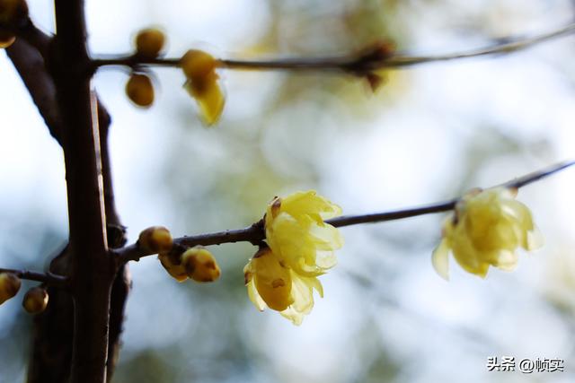 “蜡”么美“蜡”么香，上海公园蜡梅绽放即将迎来盛花期