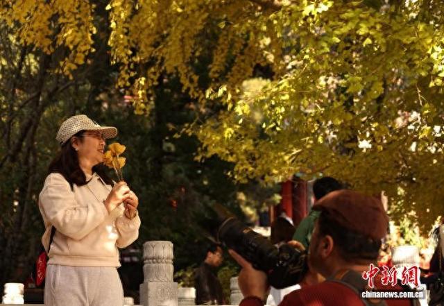 北京：潭柘寺秋意浓 千年银杏披“金甲”
