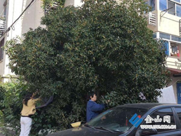 桂花季“延迟” 自行采摘的桂花能食用吗？