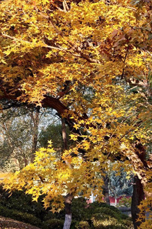 “枫”景如画！解锁伪满皇宫博物院的深秋诗意