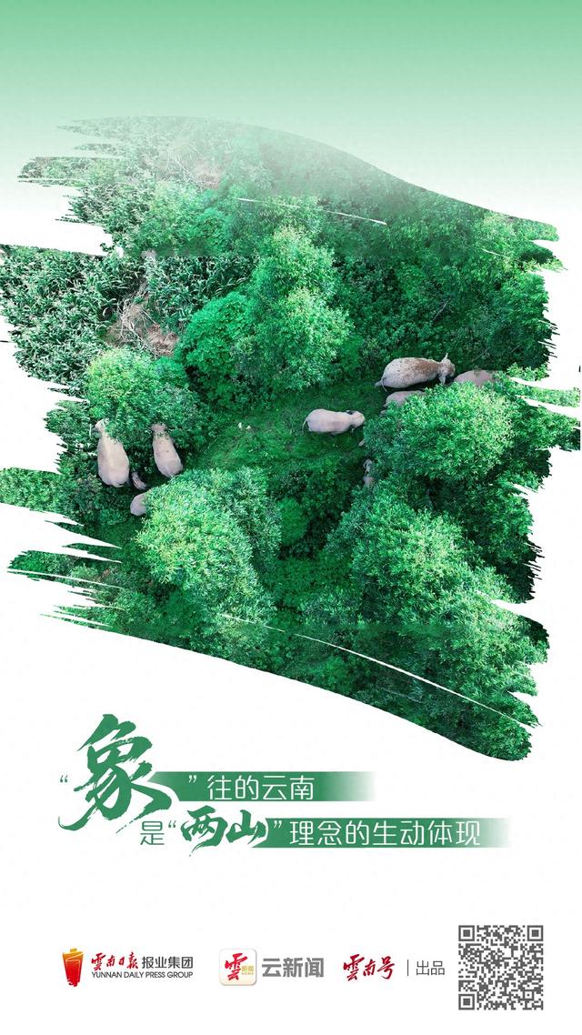 云新闻全国生态日特别策划丨“象”往的云南，是“两山”理念的生动体现