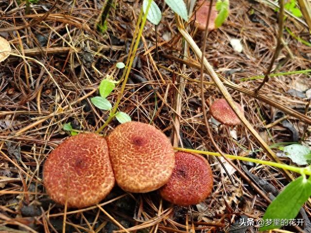 好听淡雅的微信名字最新大全（封神级别的微信昵称）