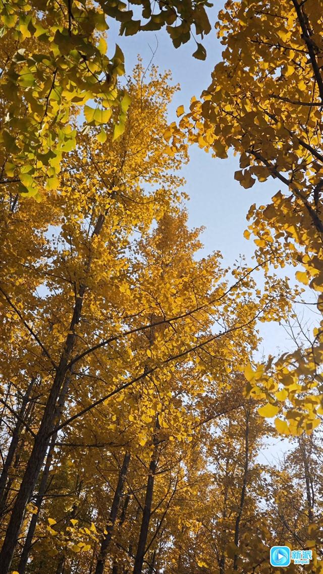 朱檐染秋色 杏叶藏秋意~潍坊虞河边拍照超出片