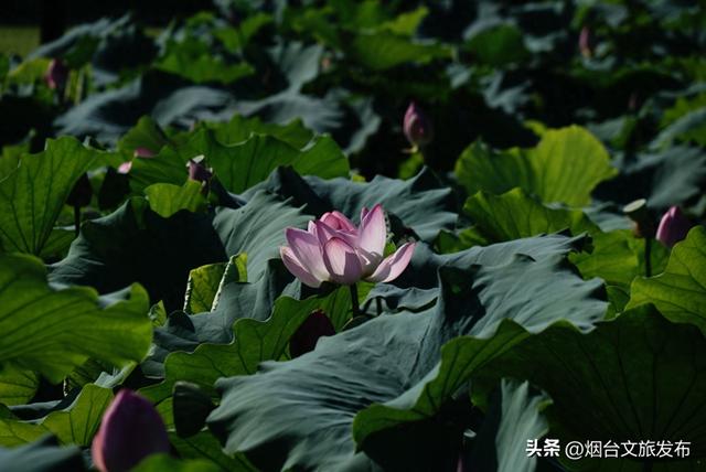 【乐游烟台】东山荷语——夏日限定的诗意流淌