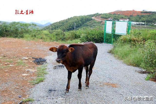 大岗山变迁，红土梯田变身为休闲旅游目的地
