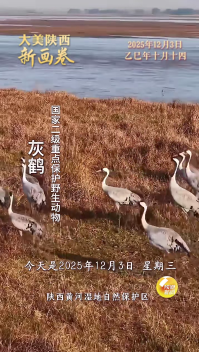 陕西广播电视台《大美陕西新画卷》播出陕西黄河韩城段湿地灰鹤栖息自然景观