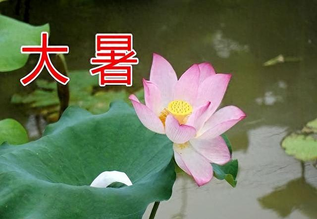 “冷不冷，就看大暑”，今天大暑，今年是60年一遇冷冬吗？早了解