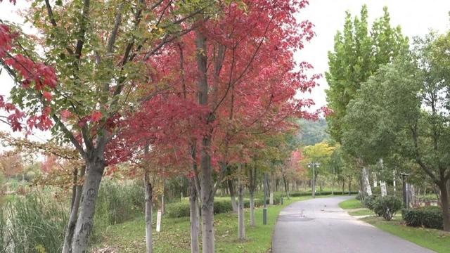 崇川，枫叶红了！