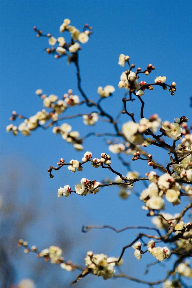 梅中顶流提前绽放，武汉东湖梅园寻“龙”正当时