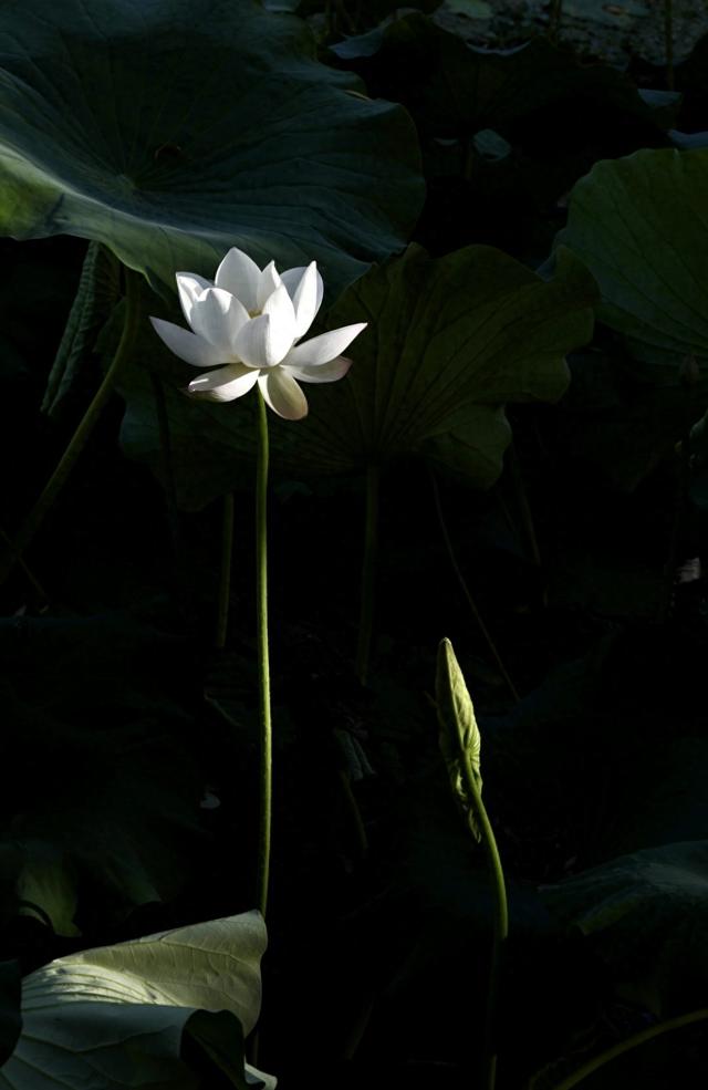 荷花依旧“笑”秋风