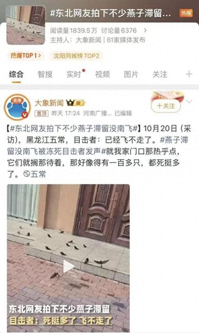 东北网友拍下大量燕子滞留，目击者：死了很多，已经飞不走了……