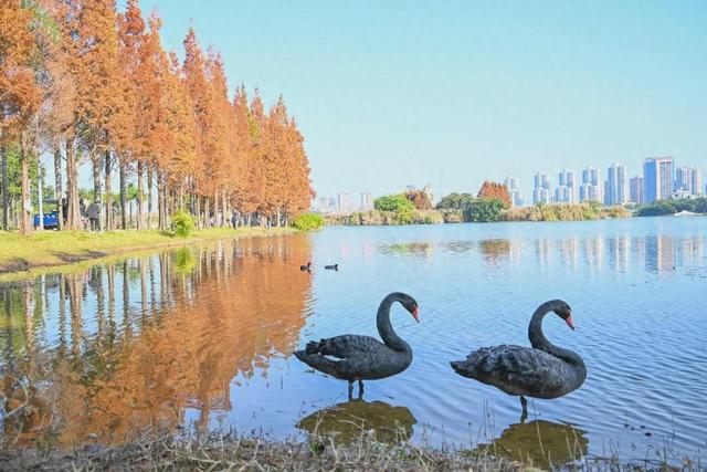 民宿满房！弥勒避寒游持续升温～