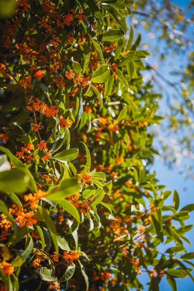 总要来一次金华吧？