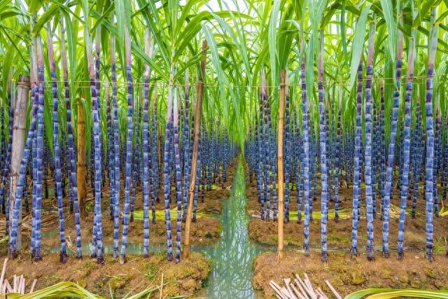 无锡，一座为了吃也值得专程前往的城市