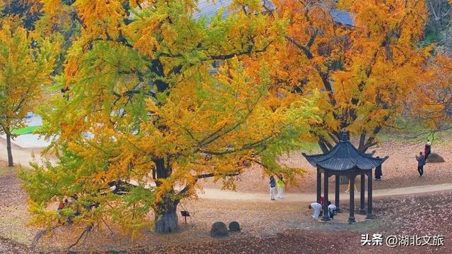 一叶知秋，一梦千年：千年银杏谷"金枝节"邀您入画!