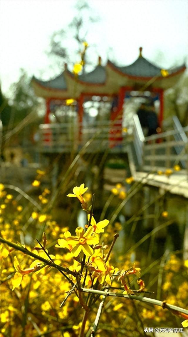 2026年石家庄公园广场春季赏花地图出炉