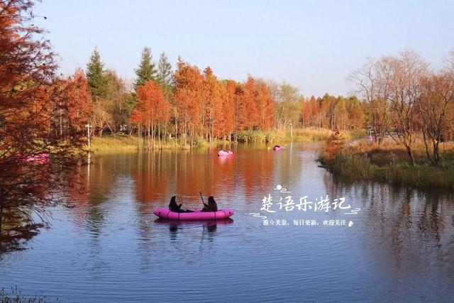 我宣布，这处水杉林是今年宁波红杉观赏胜地中的顶流，不接受反驳