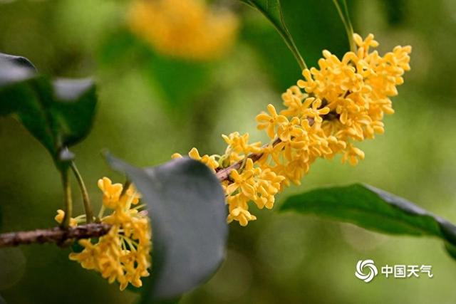 赏桂花品桂花糕 浙江金华十里桂花长廊醉秋光