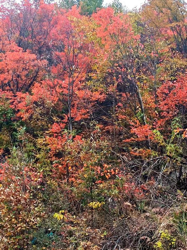 峡红衔路 风送秋光——清腰路秋行记