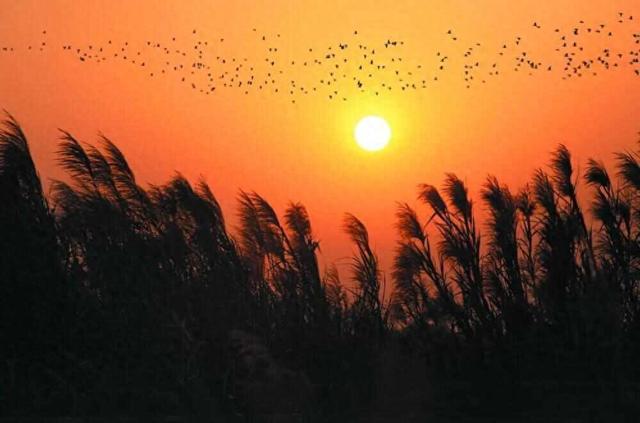 南沙湿地打造“大湾区中央湿地公园”，官微导航同步更名