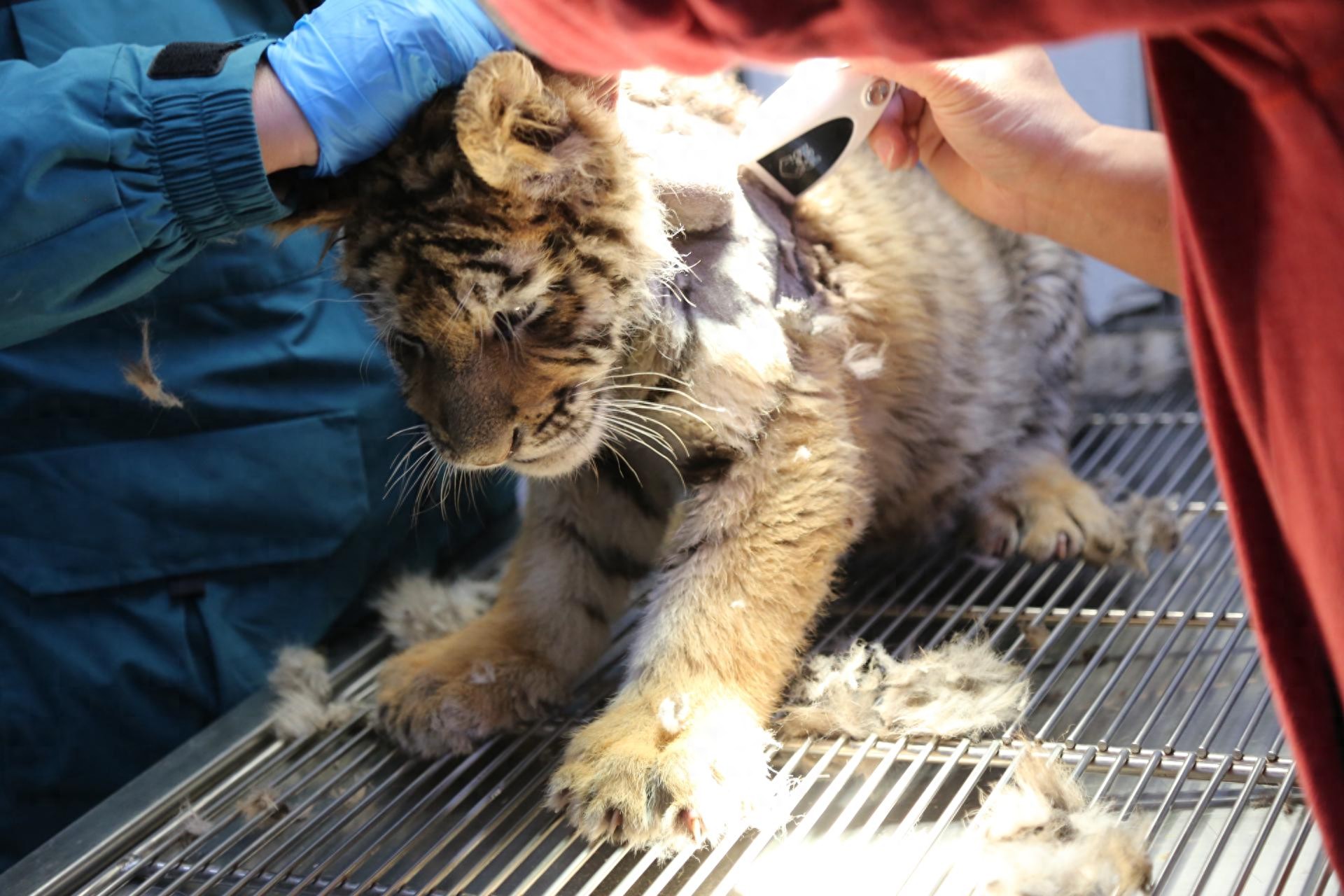 東北虎幼崽“小胖子”的手術(shù)日記