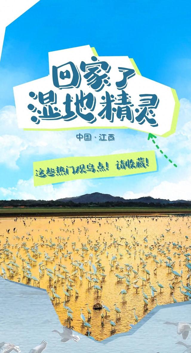 候鸟飞回来了！江西这些热门观鸟点快收藏