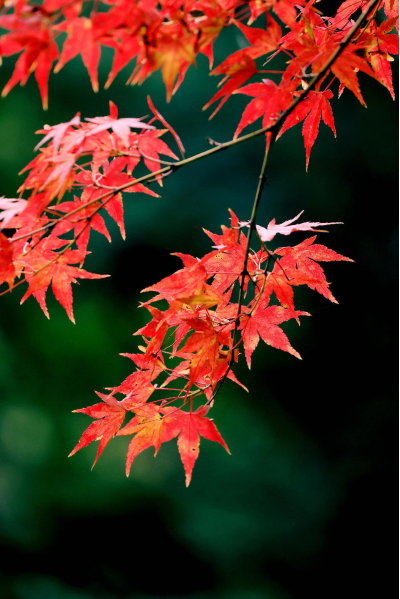 畅游青岛 文明相伴｜山海披红装，崂山进入高饱和度的秋天！