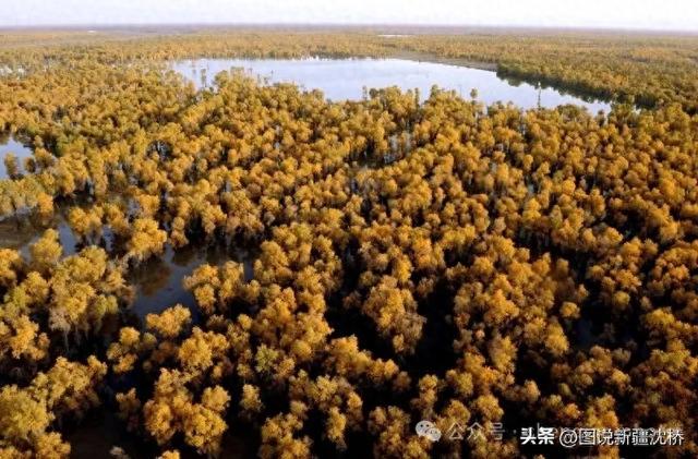 【塔里木河的记忆】塔里木河,再次唱出生命的歌(上)