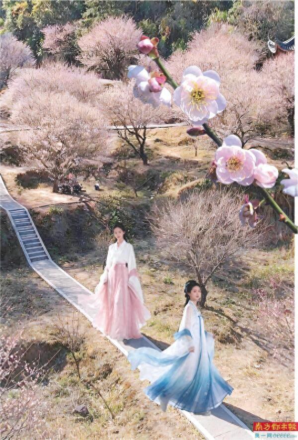 暗香浮动 梅林似雪