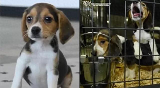 救援比格犬游戏攻略（困在研究所一辈子接受药物试验的比格犬）