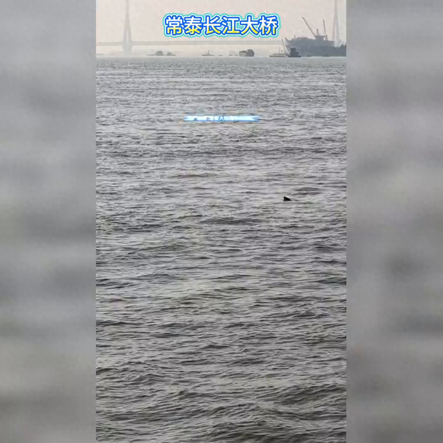 常泰长江大桥通车，连江豚都来“点赞”啦！