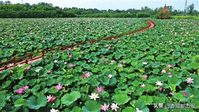 嘉鱼新街500亩荷塘盛夏焕新颜！