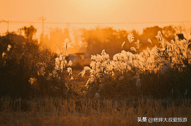 超绝的杭州“唐代泽”，已成秋冬打卡地，芦花翻滚，美不胜收！