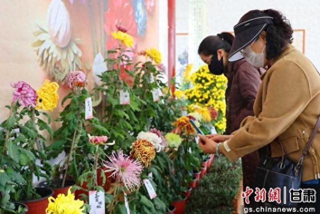 张掖甘州首届菊花文化月启幕 万菊绽放醉游人