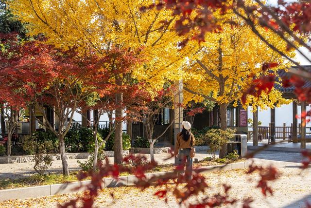 随手拍都是“壁纸”风光！武汉黄陂清凉寨银杏已黄、红叶已红，进入最佳赏秋期