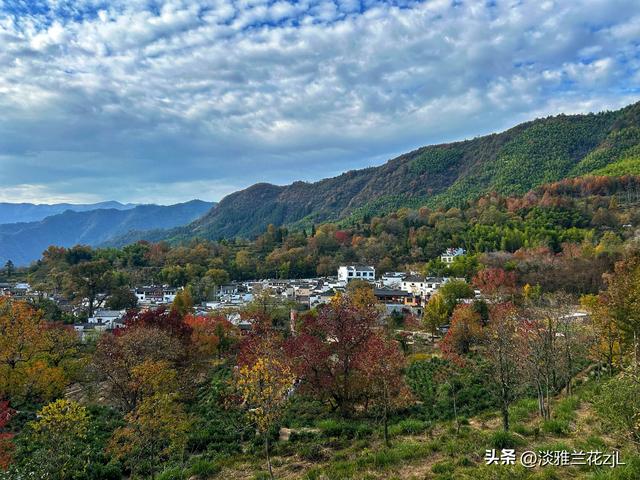 皖南秋色塔川绝美的落羽杉林