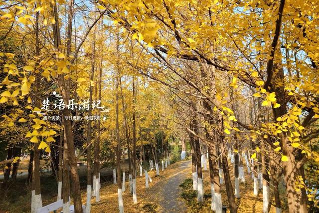 浙江宁波这个森林公园又火了，银杏林成为打卡胜地，水杉林更美丽