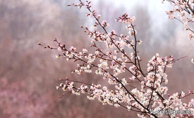 打卡去！信阳这里的樱花开了......